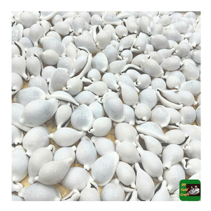 White Cowry Cowrie Seashell Egg-Style Animal Shell para decoración del hogar DIY con datos de oro pulido 99 - Product Image 2