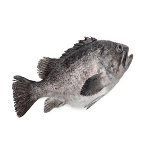 ปลาเก๋าสีแดงแช่แข็ง - Product Image 4