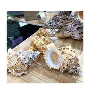 เปลือกหอยทะเลสีขาวขนาดใหญ่ที่ทำความสะอาดยาวเปลือกหอยทะเลสีเหลืองขนาดใหญ่หอยเชลล์หอยเชลล์ - Product Image 3