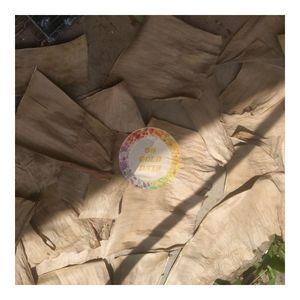 Feuilles de bananier fraîches séchées par Machine Square Cut Banana Leaf en gros pour la vente d'emballage de gâteau à bas prix! - Product Image 4