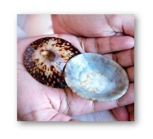 Marché français-Coquilles polies pour l'allaitement - Product Image 1