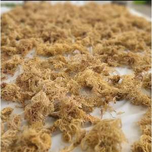 MUSGO SECO DE MAR DE ALTA CALIDAD EXPORTACIÓN LISTO A GRANEL - Product Image 3