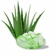 COUPE D'ALOE VERA RAFRAÎCHISSANTE/BIEN-ÊTRE QUOTIDIEN/SANS SAVEUR ARTIFICIEL/ORIGINE PLANTE - Product Image 3