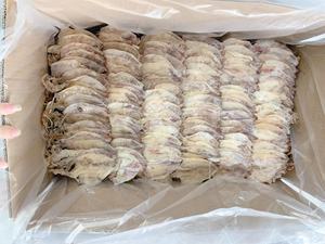 Calmar séché de haute qualité Taille 10-12cm à bon prix Origine Vietnam - Product Image 6