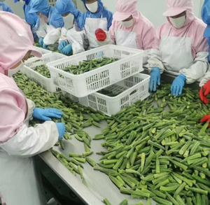 Okra Congelada IQF Premium, Cortes y Especificaciones Personalizadas, Origen Vietnam - Sr. Pierre Luu - Product Image 3