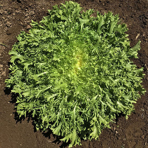 Chicorée à feuilles amères la plus vendue: légumes de qualité supérieure du fournisseur en gros - Product Image 1