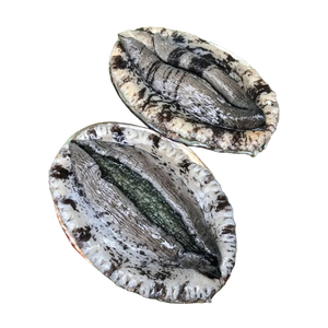 หอยเป๋าฮื้อทะเลสดสำหรับการค้าส่งราคาโรงงาน - Product Image 1