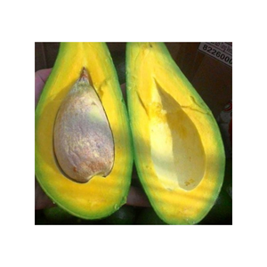 Aguacate Congelado de Alta Calidad a Precio Competitivo, Fruta Tropical y Subtropical, Aguacate Fresco de Vietnam con Precio de Fábrica - Product Image 3