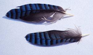 Plumas de cola de pescado azul para la decoración y el vuelo de aves - Product Image 2