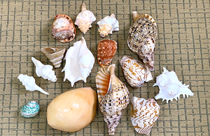 Elegante Burgess Turbo Seashell Decor Conchas naturales de Vietnam Pulido Varios tamaños Exportación de calidad para Navidad Envío listo - Product Image 4