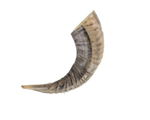 Cuerno de oveja Kudu natural grande Shofar Cuernos de ágata de oveja pulidos Cuernos de oveja reales Estilo religioso Hecho a mano en la India - Product Image 6