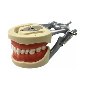 Modelo de Diente Permanente Estándar Dental de Resina TM-A10 - Product Image 2