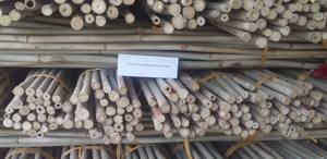 MATÉRIAU DE BAMBOU NATUREL DE HAUTE QUALITÉ POUR LA DÉCORATION ET LA FABRICATION DE MEUBLES TENDANCE CHAUDE 2023 - Product Image 6