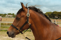 Bridon et étrier de cheval en cuir de haute qualité, style selle Awaisi, pour l'extérieur, fabrication OEM/ODM acceptée, personnalisation possible