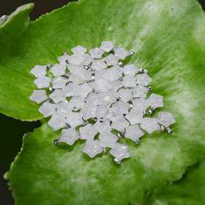 Collier Feng Shui fait main en acier inoxydable avec pendentif pentagramme en obsidienne acajou naturelle, porte-bonheur - Product Image 3