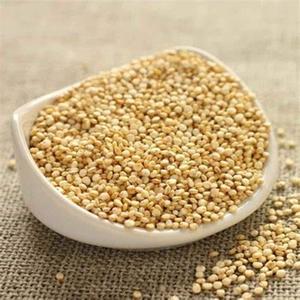 Semillas de Colza Orgánica de Alta Calidad para Exportación Mundial a los Mejores Precios - Product Image 5