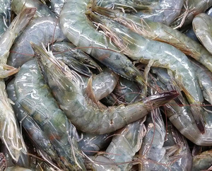 CREVETTES VANNAMEI CONGELÉES DE HAUTE QUALITÉ DU VIETNAM |   STANDARD D'EXPORTATION - Product Image 2