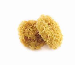 CHAMPIGNONS BLANCS SÉCHÉS TYPE DE FLEURS ENTIÈRES SANS ADDITIFS ÉTIQUETTE PROPRE BOOSTER DE COLLAGÈNE POUR LA PEAU ET LA DÉFENSE DU CORPS - Product Image 6