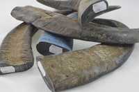 Pointes de corne de buffle polies et sculptées à la main, de haute qualité, du fabricant direct, écologiques, cadeau religieux artisanal, noir