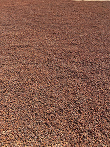 Anís Estrellado Seco de Vietnam en Oferta, Anís Natural de Fábrica, Suministro al por Mayor para Exportación - Product Image 3