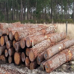Compre troncos de madera de roble baratos de primera calidad y troncos de abeto de haya de roble de diámetro con entrega rápida y precios asequibles - Product Image 6