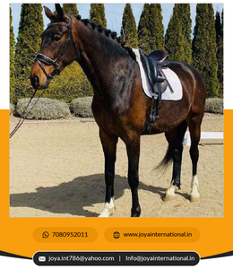 Brida para Caballo de Cuero Negro Charol de Alta Calidad, Nuevo Diseño a Precio Competitivo, Productos Plegables para Caballos - Product Image 6