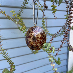 Concha marina de lapa de Vietnam para uso en proyectos de arte de conchas, decoraciones marinas, accesorios para acuarios o suministros para manualidades - Product Image 5