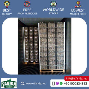 Ail blanc sec frais de haute qualité Origine premium Égypte Vente chaude Légumes Prix compétitif Acheteurs en gros - Product Image 3