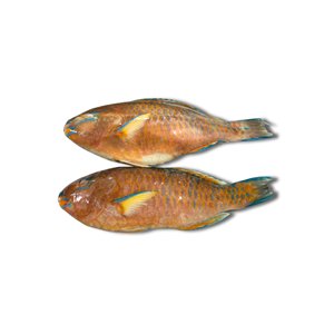 นกแก้วแช่แข็งทรงกลมคุณภาพสูงสำหรับผู้ส่งออกอาหารทะเลทั่วโลก - Product Image 5