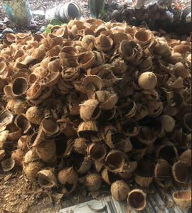 Coquille de noix de coco séchée de haute qualité pour la production de charbon actif - Product Image 4