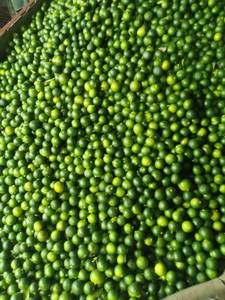 Meilleur prix pour la vente Purée de calamansi Purée de jus de calamansi frais Kumquat frais - Product Image 5