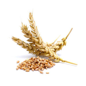 Alimento para animales al por mayor Salvado de trigo y proveedores de paja de trigo - Product Image 3