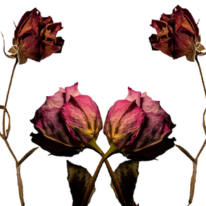 Fleur de Rose Rouge Bio | Pétales Doux Séchés pour Cosmétiques Naturels - Product Image 4