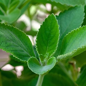 Kanha น้ำมันธรรมชาติน้ำมันหอมระเหยโบลโด้น้ำมันหอมระเหยบริสุทธิ์จากผู้ผลิตอินเดียใช้ในชีวิตประจำวันดูแลร่างกายและเส้นผม1กก. - Product Image 3