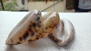 Coquillages de tigre taillés naturels sur mesure de taille 2.5 pouces idéaux pour être utilisés comme pendentifs par les créateurs de bijoux - Product Image 5