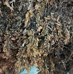 GROSSHANDEL LIEFERANTEN SARGASSUM SEAWEED/ 100% NATÜRLICHE SEAWEEDS AUS VIETNAM/beste Wahl für Sie