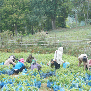 ชา ampelosis cantoniensis สมุนไพรขวด100กรัมผสมหวานและขมเล็กน้อยโดยตรงจากเวียดนาม - Product Image 3