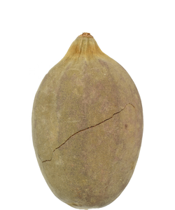 Graines de poudre de baobab biologique pour boissons et produits agricoles - Product Image 6