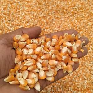 Maíz Blanco Libre de Aflatoxinas para Papillas y Refrigerios, Certificado Fitosanitario, 24 MT FCL - Product Image 2