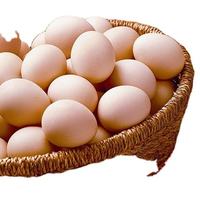 Oeufs de poulet de table bruns frais de qualité Oeufs de table de poulet frais bon marché poulet frais en vrac