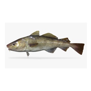 Proveedor de Bacalao Atlántico Fresco/Congelado Orgánico Bajo en Sodio (Mariscos) envasado al Vacío a Granel a Precio Económico - Product Image 6