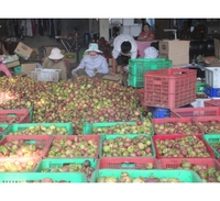 Vietnam Premium Verse Mangosteen Tropisch Superfruit Groothandel Export Aanbod