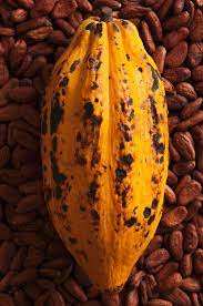 Semillas de Cacao Criollo de Primera Calidad, Procesamiento Holandés, Grado AA, Origen BE, Bolsas de 50 kg en Venta - Product Image 6