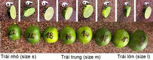 <b>Fresh</b> Seedless Green Lime From Vietnam Lemonless Lime <b>Fresh</b> <b>Fruit</b>/ ANNA DO VILACONIC - Product Image 2