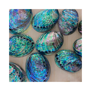 เปลือกหอยเป๋าฮื้อธรรมชาติขายส่งเหมาะสำหรับเครื่องประดับงานประดิษฐ์และตกแต่งบ้าน - Product Image 3