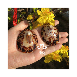 COQUILLES DE LIPTTE DÉCORATIVES FABRIQUÉES À LA MAIN AVEC ATTENTION AUX DÉTAILS POUR DES CRÉATIONS ARTISTIQUES ÉLÉGANTES ET NATURELLES - Product Image 1