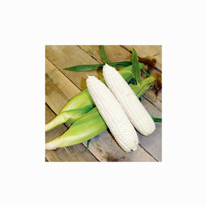 Maïs blanc non OGM maïs blanc - Product Image 5