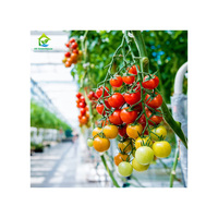 Kit Complet Professionnel de Serre Tunnel en Plastique pour Cultures de Tomates avec Système d'Irrigation