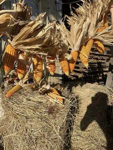 ข้าวโพดแห้งที่เป็นมิตรกับสิ่งแวดล้อมชิ้นส่วนตกแต่งเหนือกาลเวลาสำหรับการตกแต่งภายในบ้านไร่เทศกาลเก็บเกี่ยวและบ้านแบบชนบทที่แสนสบาย - Product Image 6