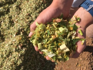 ¡Precio competitivo! Alimento de ensilado de maíz orgánico fermentado de alta calidad, ecológico, sin químicos, tamaño personalizado, envasado al vacío para - Product Image 3